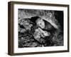 Lon Chaney Jr., House of Frankenstein, 1944-null-Framed Photographic Print