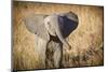Londolozi Game Reserve, South Africa. Young Bush Elephant-Janet Muir-Mounted Photographic Print