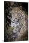 Londolozi Reserve, South Africa. Close-up of Leopard Resting in a Tree-Janet Muir-Stretched Canvas