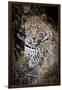 Londolozi Reserve, South Africa. Close-up of Leopard Resting in a Tree-Janet Muir-Framed Photographic Print