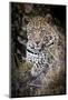 Londolozi Reserve, South Africa. Close-up of Leopard Resting in a Tree-Janet Muir-Mounted Photographic Print