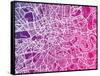 London England Street Map-Michael Tompsett-Framed Stretched Canvas