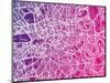 London England Street Map-Michael Tompsett-Mounted Art Print