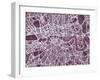 London England Street Map-Michael Tompsett-Framed Art Print