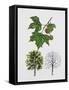 London Plane (Platanus Hispanica), Plataneceae, Tree with and Without Foliage, Leaves and Fruits-null-Framed Stretched Canvas