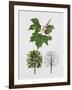 London Plane (Platanus Hispanica), Plataneceae, Tree with and Without Foliage, Leaves and Fruits-null-Framed Giclee Print