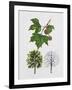 London Plane (Platanus Hispanica), Plataneceae, Tree with and Without Foliage, Leaves and Fruits-null-Framed Giclee Print