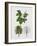 London Plane (Platanus Hispanica), Plataneceae, Tree with and Without Foliage, Leaves and Fruits-null-Framed Giclee Print