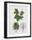 London Plane (Platanus Hispanica), Plataneceae, Tree with and Without Foliage, Leaves and Fruits-null-Framed Giclee Print