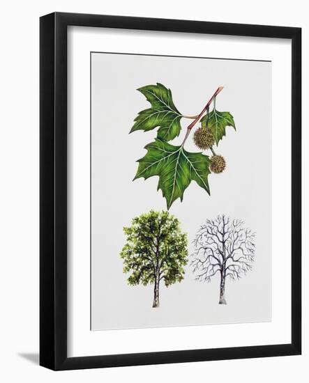 London Plane (Platanus Hispanica), Plataneceae, Tree with and Without Foliage, Leaves and Fruits-null-Framed Giclee Print