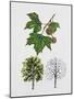 London Plane (Platanus Hispanica), Plataneceae, Tree with and Without Foliage, Leaves and Fruits-null-Mounted Giclee Print