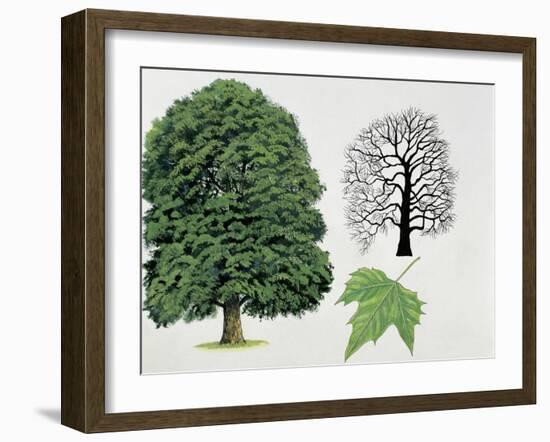 London Plane Trees and its Leaf (Platanus Hispanica)-null-Framed Giclee Print