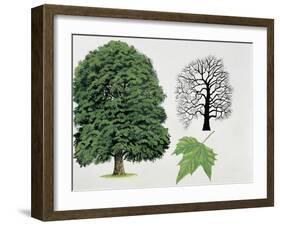 London Plane Trees and its Leaf (Platanus Hispanica)-null-Framed Giclee Print