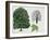 London Plane Trees and its Leaf (Platanus Hispanica)-null-Framed Giclee Print