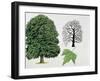 London Plane Trees and its Leaf (Platanus Hispanica)-null-Framed Giclee Print