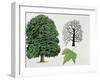 London Plane Trees and its Leaf (Platanus Hispanica)-null-Framed Giclee Print