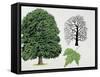 London Plane Trees and its Leaf (Platanus Hispanica)-null-Framed Stretched Canvas