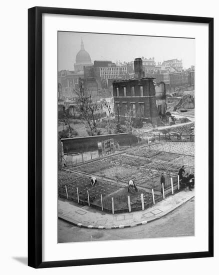 London's East End Residents Cultivating Vegetable Garden in Bombed Ruins-Hans Wild-Framed Photographic Print