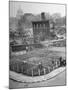 London's East End Residents Cultivating Vegetable Garden in Bombed Ruins-Hans Wild-Mounted Photographic Print