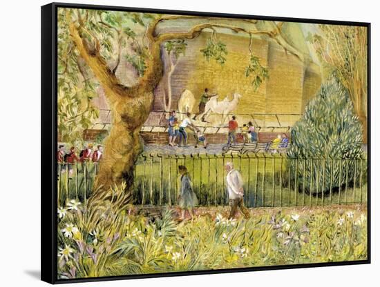 London Zoo, Camels-Mary Kuper-Framed Stretched Canvas