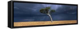 Lone Acacia on Savanna, Masai Mara Game Reserve, Kenya-Paul Souders-Framed Stretched Canvas