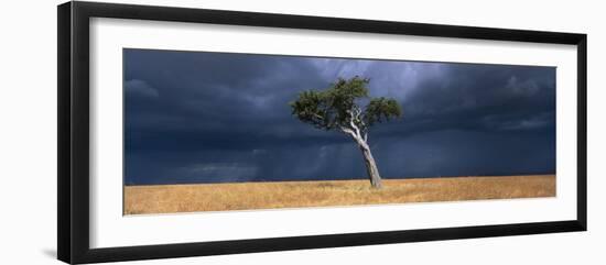 Lone Acacia on Savanna, Masai Mara Game Reserve, Kenya-Paul Souders-Framed Photographic Print