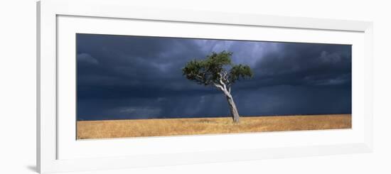 Lone Acacia on Savanna, Masai Mara Game Reserve, Kenya-Paul Souders-Framed Photographic Print