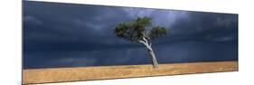 Lone Acacia on Savanna, Masai Mara Game Reserve, Kenya-Paul Souders-Mounted Photographic Print