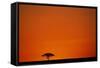 Lone Acacia Tree at Sunrise-Paul Souders-Framed Stretched Canvas