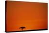 Lone Acacia Tree at Sunrise-Paul Souders-Stretched Canvas