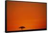 Lone Acacia Tree at Sunrise-Paul Souders-Framed Stretched Canvas