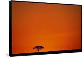 Lone Acacia Tree at Sunrise-Paul Souders-Framed Stretched Canvas