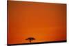 Lone Acacia Tree at Sunrise-Paul Souders-Stretched Canvas