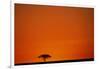 Lone Acacia Tree at Sunrise-Paul Souders-Framed Photographic Print