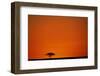 Lone Acacia Tree at Sunrise-Paul Souders-Framed Photographic Print