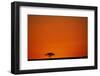 Lone Acacia Tree at Sunrise-Paul Souders-Framed Photographic Print