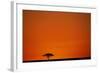 Lone Acacia Tree at Sunrise-Paul Souders-Framed Photographic Print