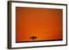 Lone Acacia Tree at Sunrise-Paul Souders-Framed Photographic Print