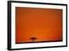 Lone Acacia Tree at Sunrise-Paul Souders-Framed Photographic Print