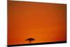 Lone Acacia Tree at Sunrise-Paul Souders-Mounted Photographic Print