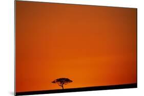 Lone Acacia Tree at Sunrise-Paul Souders-Mounted Photographic Print