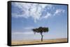 Lone Acacia Tree in Savanna-null-Framed Stretched Canvas