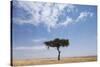 Lone Acacia Tree in Savanna-null-Stretched Canvas