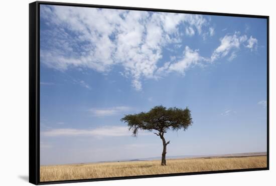 Lone Acacia Tree in Savanna-null-Framed Stretched Canvas