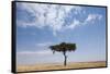 Lone Acacia Tree in Savanna-null-Framed Stretched Canvas