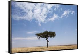 Lone Acacia Tree in Savanna-null-Framed Stretched Canvas