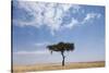 Lone Acacia Tree in Savanna-null-Stretched Canvas