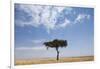 Lone Acacia Tree in Savanna-null-Framed Photographic Print