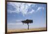 Lone Acacia Tree in Savanna-null-Framed Photographic Print