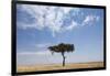 Lone Acacia Tree in Savanna-null-Framed Photographic Print